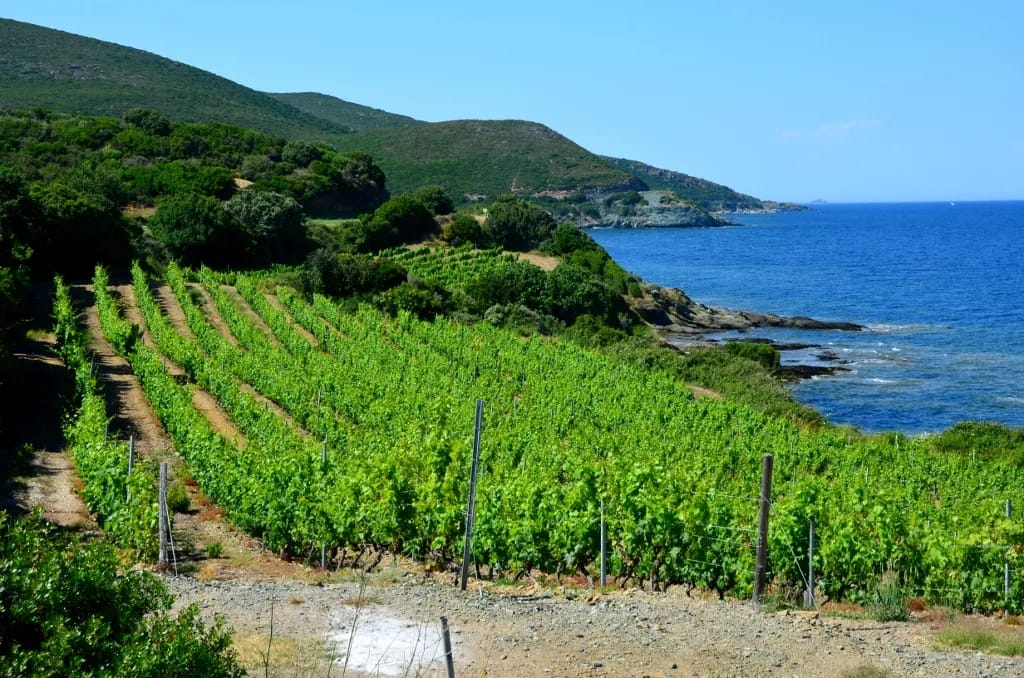 Vins Corses 1 Patrimonio AOC/AOP Cru de Corse