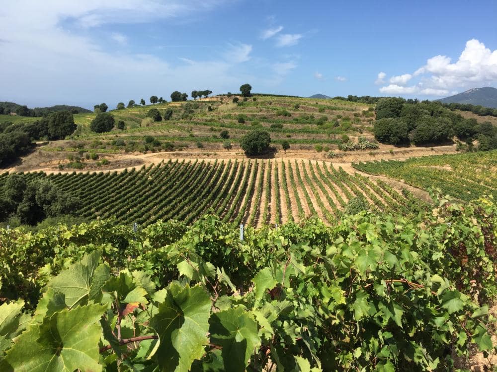 Clos d'Alzeto - AOP AJACCIO