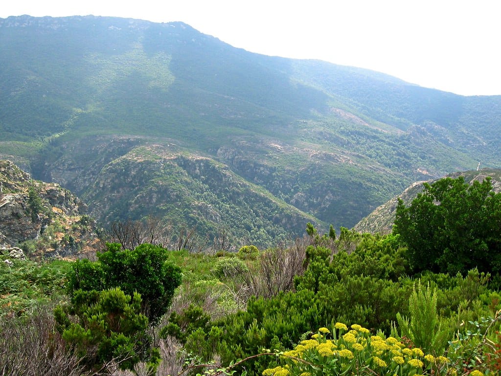 le maquis corse