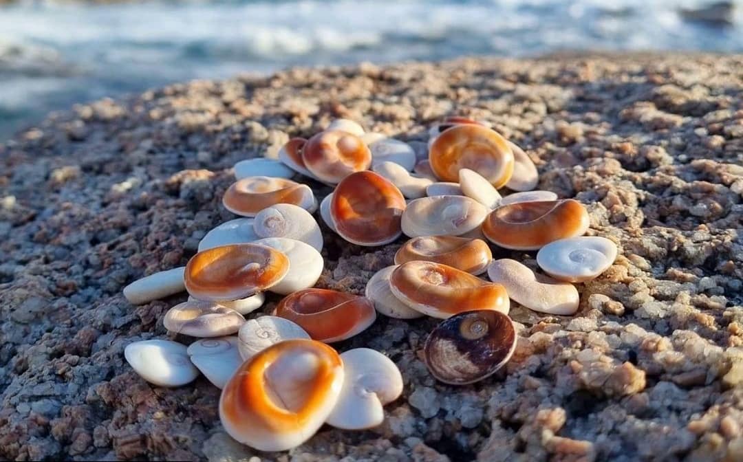 L'Œil de Sainte Lucie en corse