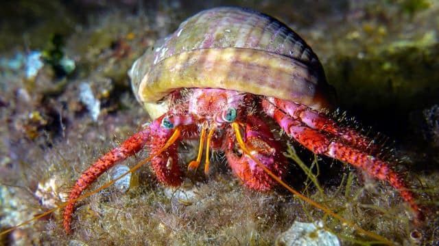 pierre jean beaux photographe corse fond sous marin