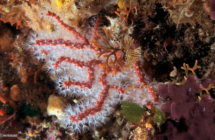 corail rouge corse