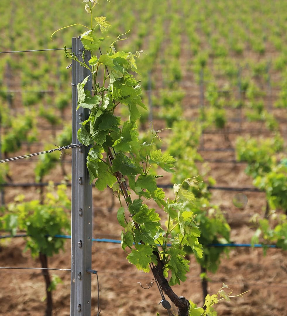 Domaine de Tanella - AOP Corse Figari